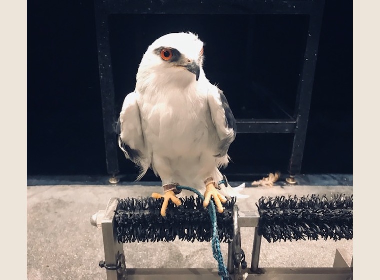 カタグロトビ 国内ブリード | ふくろう(猛禽類) | Rare ZOO presented