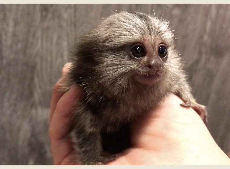 【NEW】コモンマーモセット　男の子　2019年12月12日うまれ