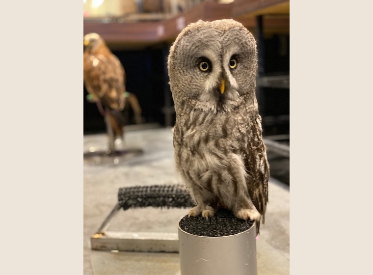 NEW】カラフトフクロウ 2019年うまれ | ふくろう(猛禽類) | Rare ZOO