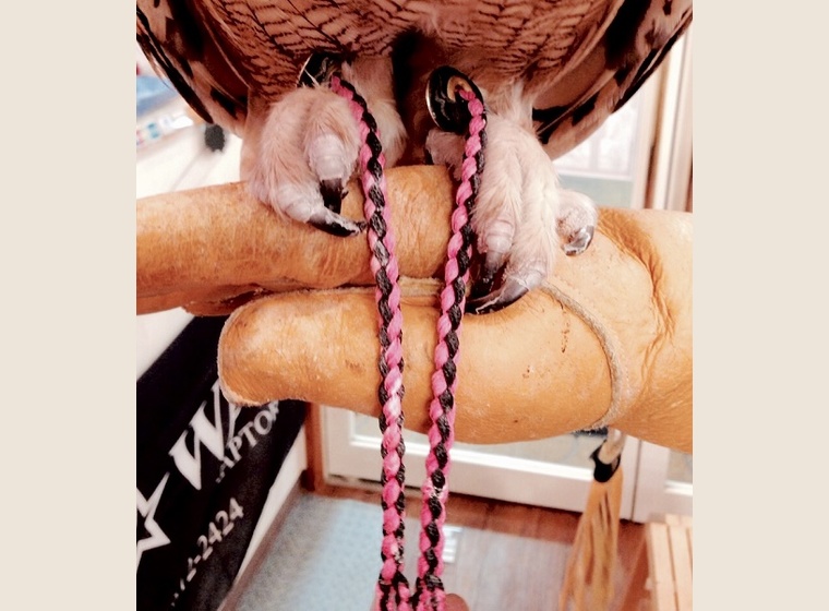 ☆Sオリジナルカラー　ロープジェス　小・中型種型用