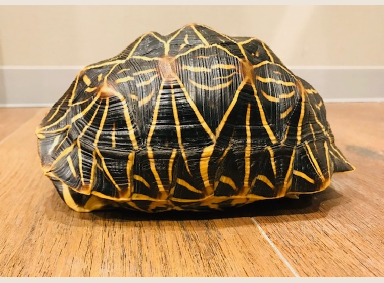 New インドホシガメ メス 約19cm 珍しい動物 関西 大阪でフクロウ ふくろう など珍しいペットの専門店アウルワン