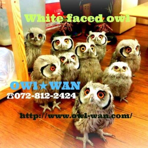 緊急事態宣言での当店の対応のお知らせ