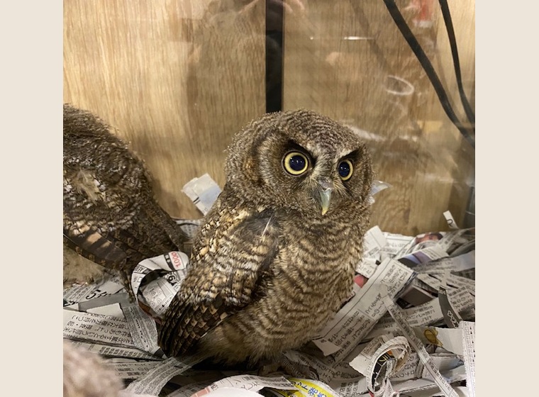 New スピックスコノハズク 年うまれ 残り3羽 ふくろう 猛禽類 関西 大阪でフクロウ ふくろう など珍しいペットの専門店アウルワン