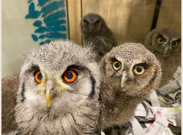 New スピックスコノハズク 年うまれ 残り3羽 ふくろう 猛禽類 関西 大阪でフクロウ ふくろう など珍しいペットの専門店アウルワン