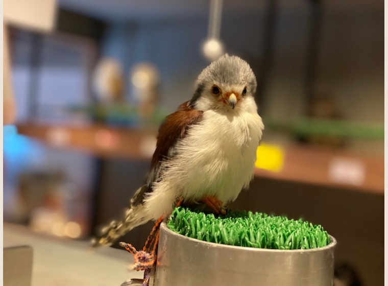 New ピグミーファルコン ふくろう 猛禽類 関西 大阪でフクロウ ふくろう など珍しいペットの専門店アウルワン