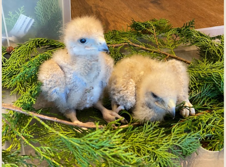 【NEW】ハリスホーク　2020年4月18日うまれ 残り1羽！