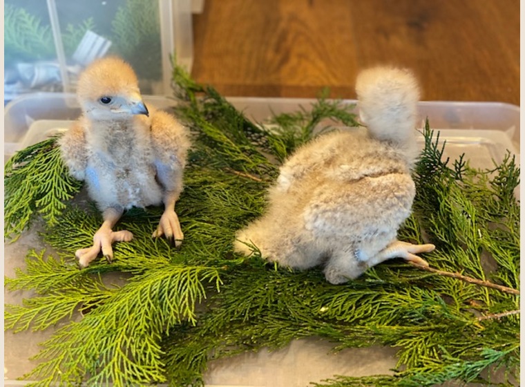 【NEW】ハリスホーク　2020年4月18日うまれ 残り1羽！