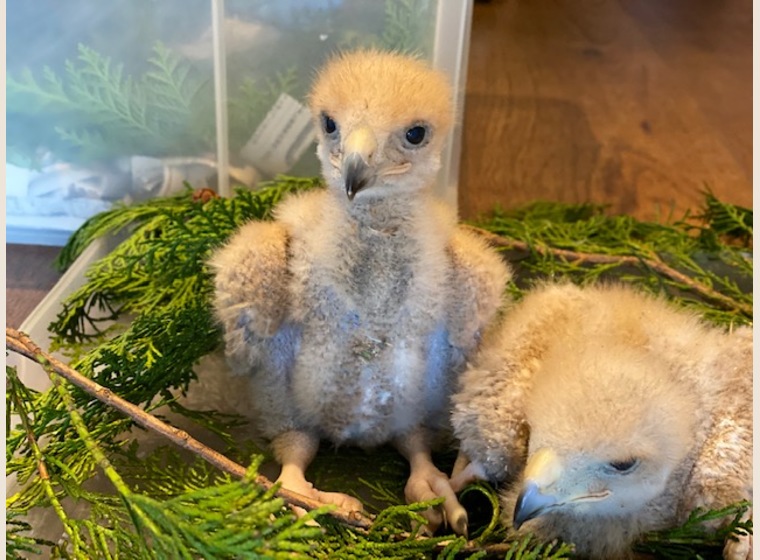 【NEW】ハリスホーク　2020年4月18日うまれ 残り1羽！