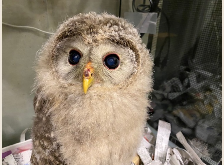 New ウラルアウル 残り2羽 ふくろう 猛禽類 関西 大阪でフクロウ ふくろう など珍しいペットの専門店アウルワン
