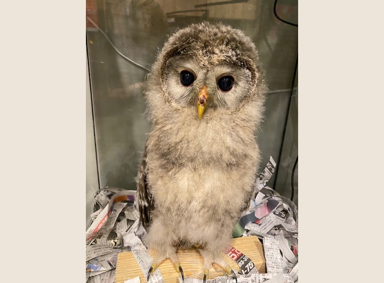 【NEW】ウラルアウル　残り2羽