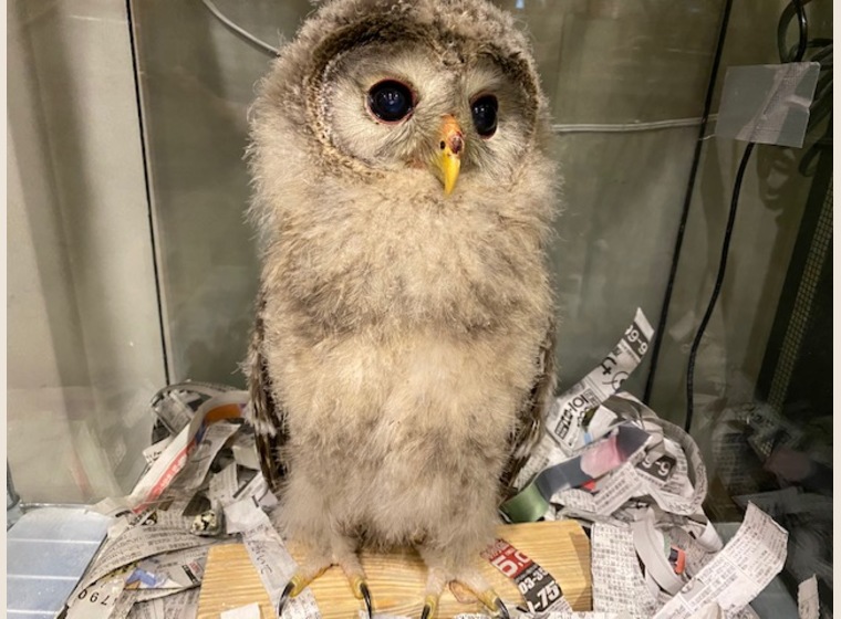 【NEW】ウラルアウル　残り2羽