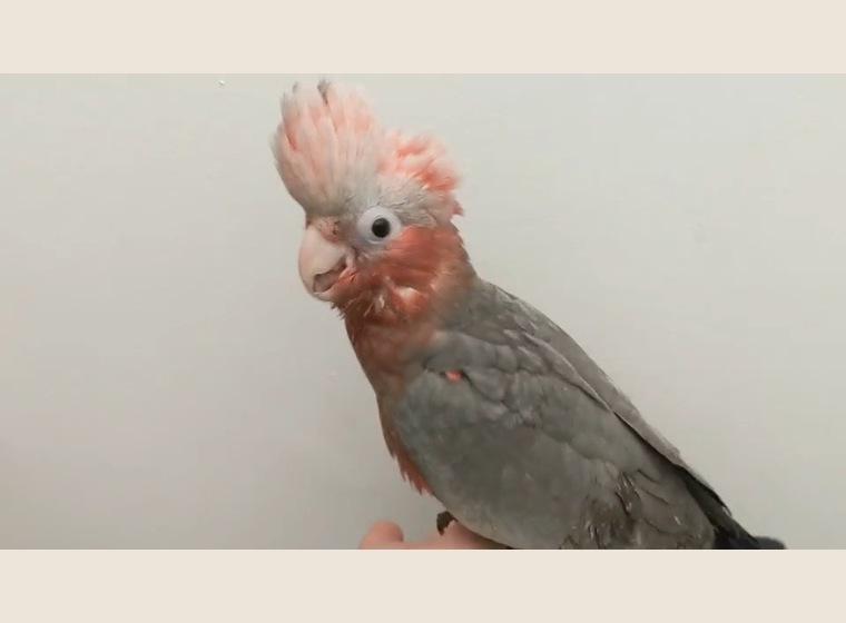 【NEW】モモイロインコ　♀　　１羽限定！