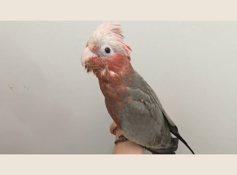 モモイロインコ、テンニョインコの絵画セット 【公式通販】