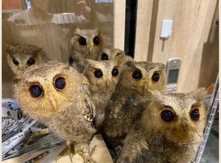【NEW】インディアンスコップオウル　2020年4月うまれ　　　残り3羽