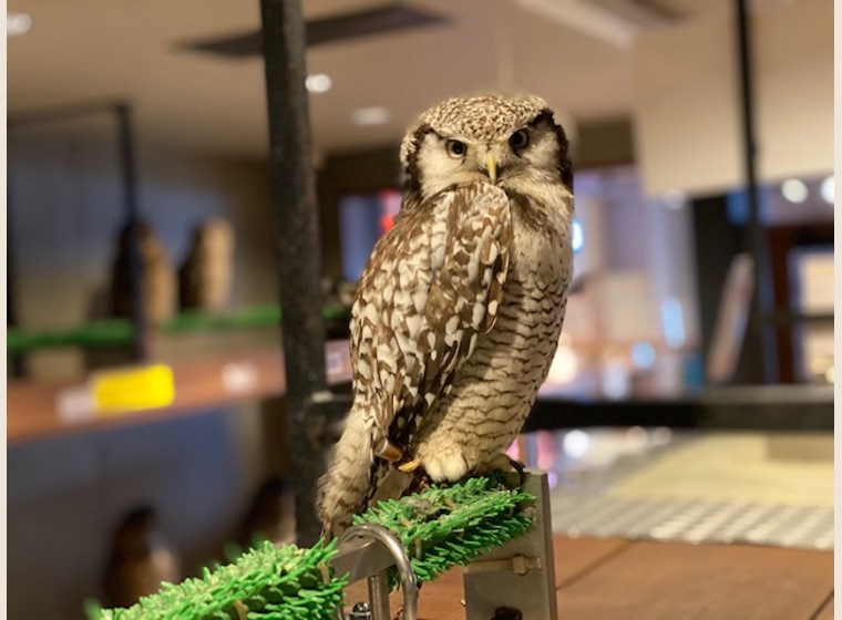 オナガフクロウ ヨーロッパcb ふくろう 猛禽類 関西 大阪でフクロウ ふくろう など珍しいペットの専門店アウルワン