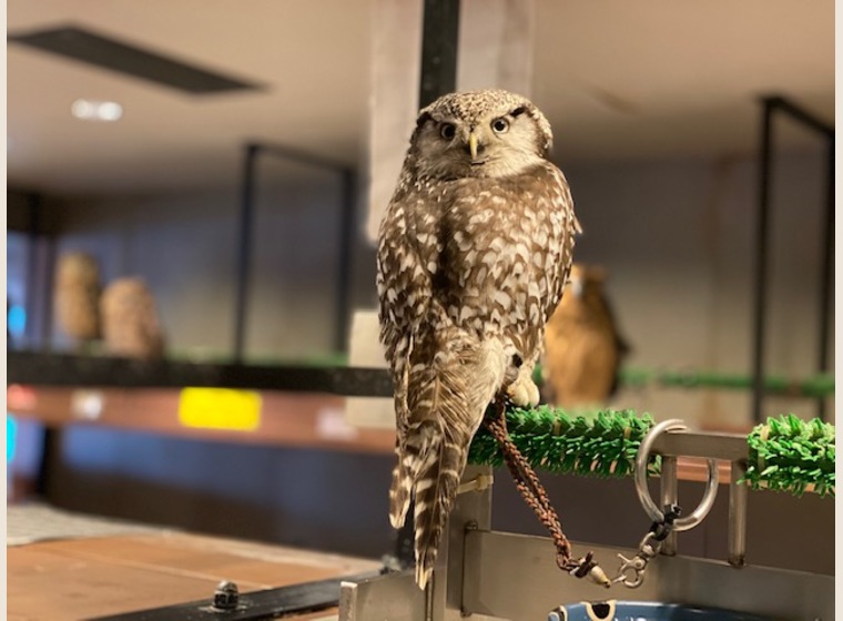 オナガフクロウ ヨーロッパcb ふくろう 猛禽類 関西 大阪でフクロウ ふくろう など珍しいペットの専門店アウルワン