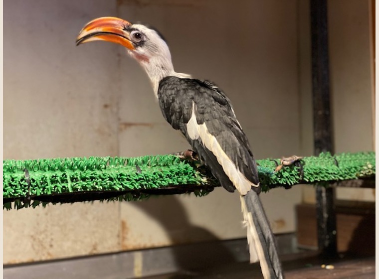 セグロコサイチョウ