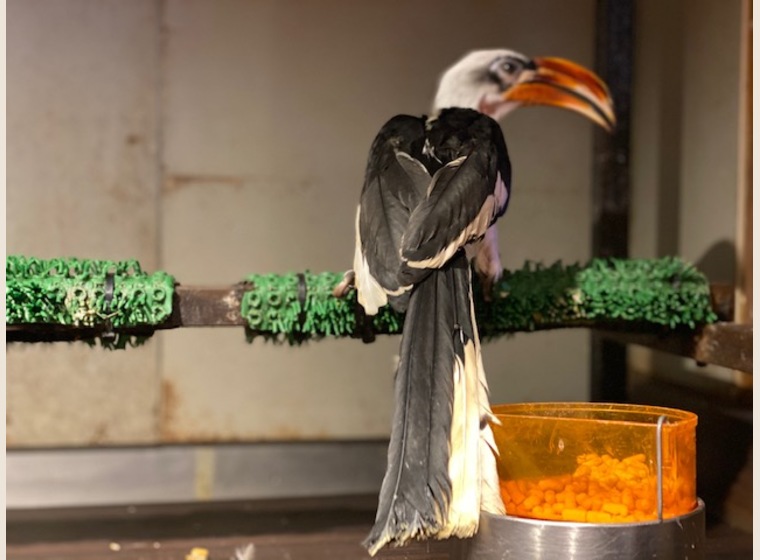 セグロコサイチョウ | 珍しい動物 | Rare ZOO presented by OWL☆WAN