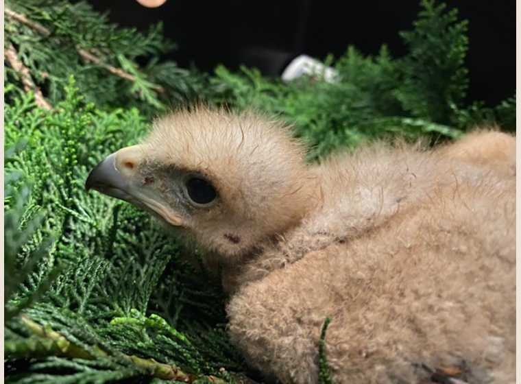 【NEW】ハリスホーク　2020年7月21日うまれ　　残り1羽