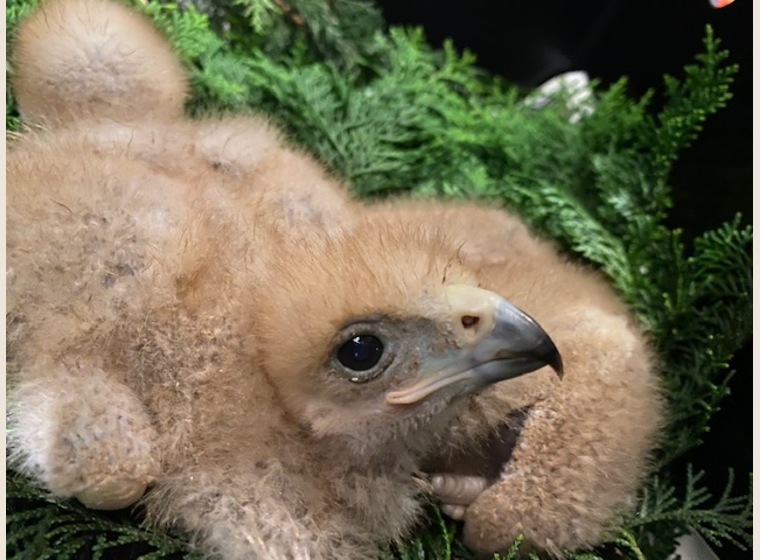 【NEW】ハリスホーク　2020年7月21日うまれ　　残り1羽