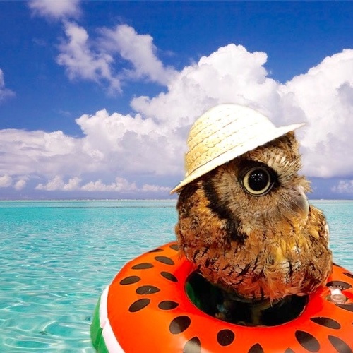 夏季休暇と通販に関しまして