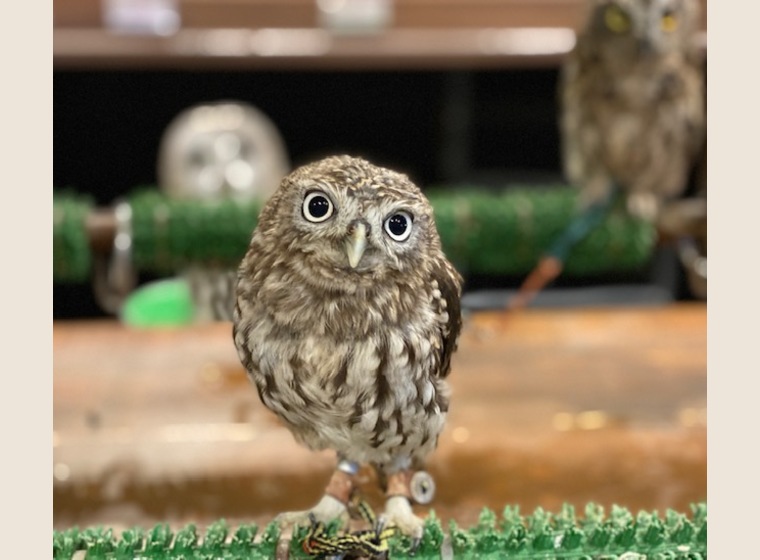 関西 大阪でフクロウ ふくろう など珍しいペットの専門店アウルワン