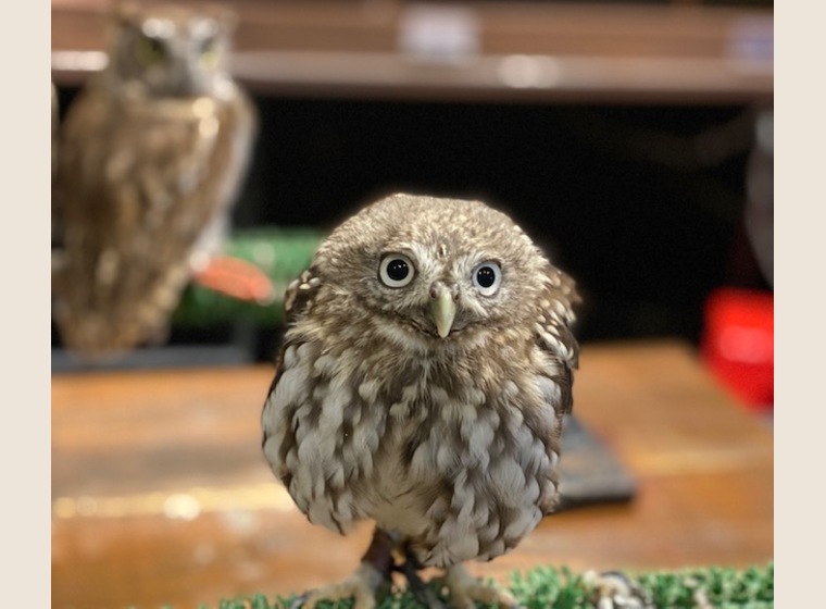 【NEW】1羽売約済　コキンメフクロウ　2020年うまれ　残り1羽