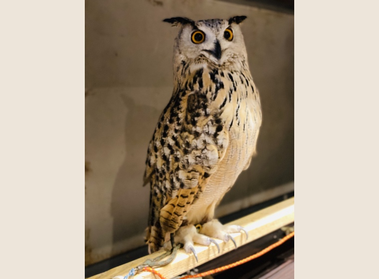 小さなバードカービング シベリアワシミミズク 野鳥 木彫り 梟 シベリアワシミミズク 海外ブリード | ふくろう(猛禽類) | Rare