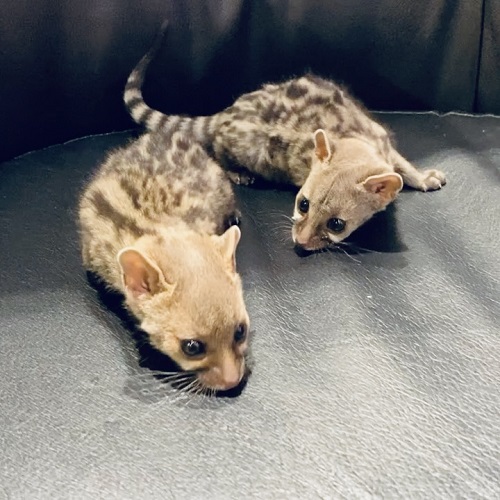 イベント出展致します Owl Wan公式ブログ 関西 大阪でフクロウ ふくろう など珍しいペットの専門店アウルワン