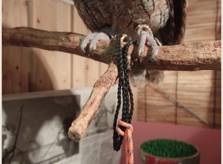 ☆Ｌオリジナルカラー　ロープジェス　大型種型用