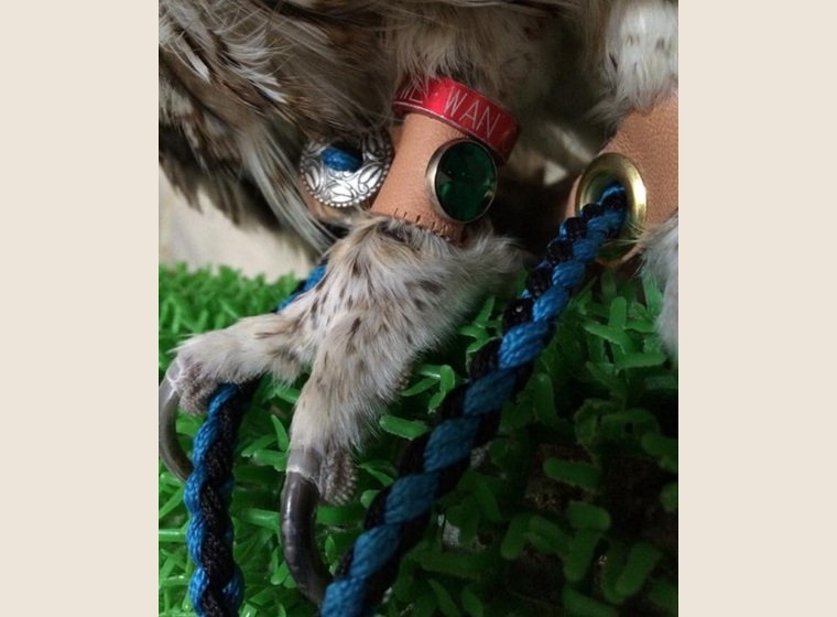 ☆Ｌオリジナルカラー　ロープジェス　大型種型用