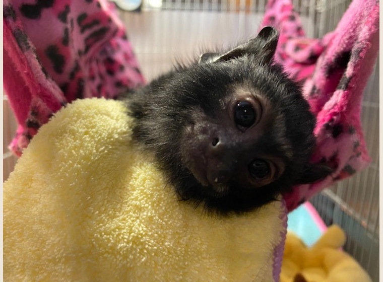 【NEW】アカテタマリン　女の子　2020年9月6日うまれ