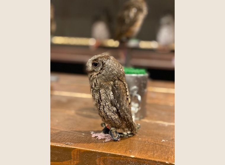 【NEW】ヨーロッパコノハズク　2018年うまれ