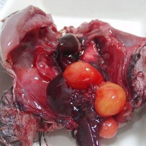 -35℃急速冷凍ウズラ値上げのその後・・・