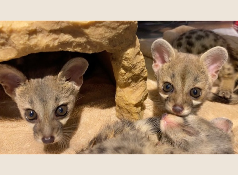 アカブチジェネット3姉妹 年12月15日うまれ 残り1匹 珍しい動物 関西 大阪でフクロウ ふくろう など珍しいペットの専門店アウルワン