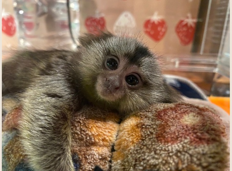 【NEW】コモンマーモセット　女の子　2020年12月19日うまれ