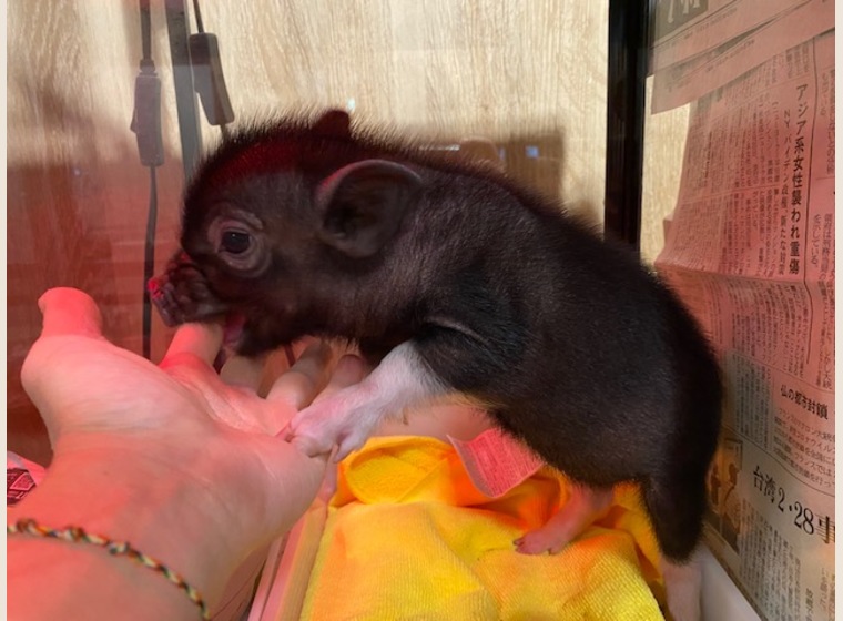 【NEW】マイクロミニブタ　女の子　2021年3月20日うまれ　残り1匹