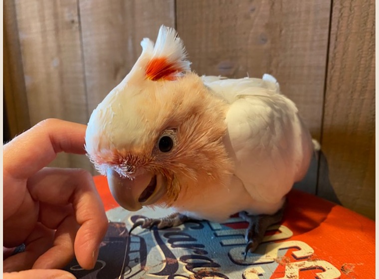 国内ブリード クルマサカオウム 女の子 21 4 22うまれ 珍しい動物 関西 大阪でフクロウ ふくろう など珍しいペットの専門店アウルワン