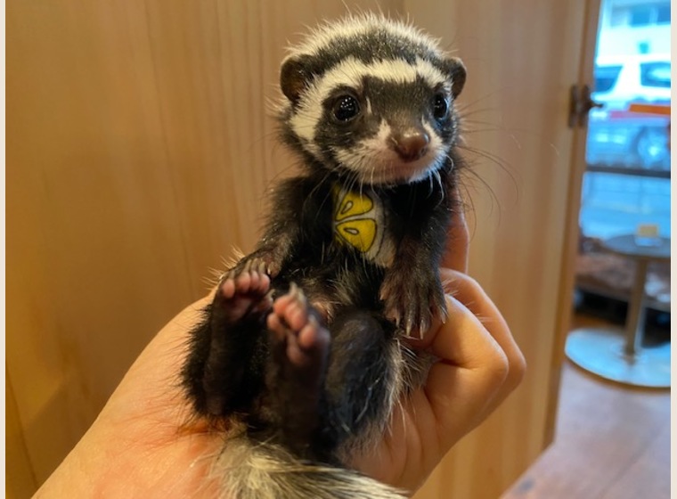 国内繁殖初！自家繁殖　サハラゾリラ　男の子　2021.5.5うまれ