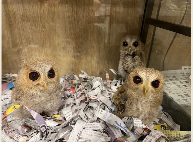 関西 大阪でフクロウ ふくろう など珍しいペットの専門店アウルワン