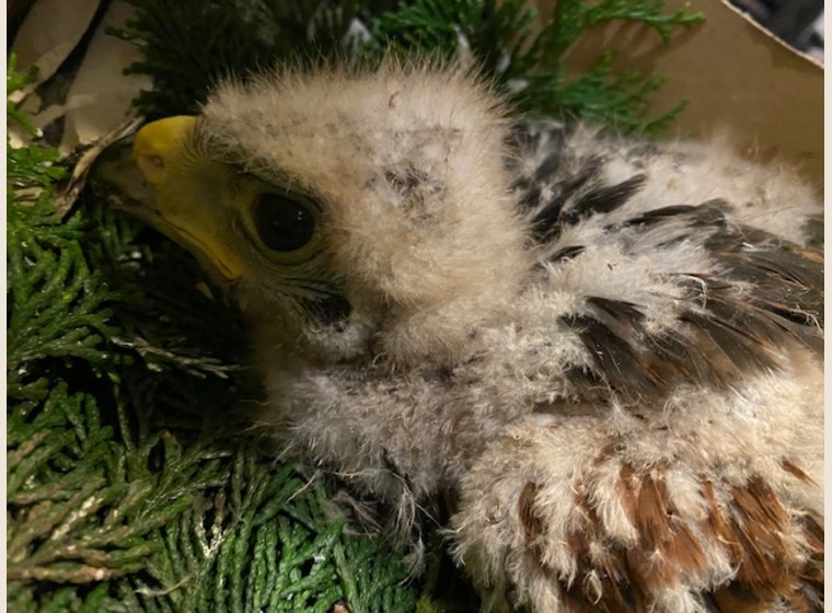 ハリスホーク　オス　2021年6月うまれ