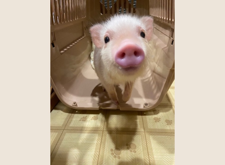 マイクロミニブタ　女の子1頭のみになりました！　￥220,000