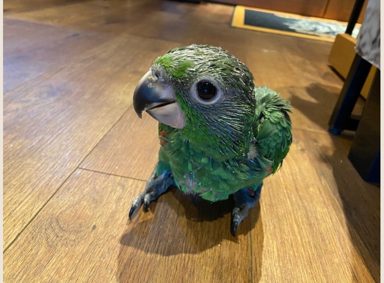 キガシラムジボウシインコ　2021年6月8日うまれ　　男の子