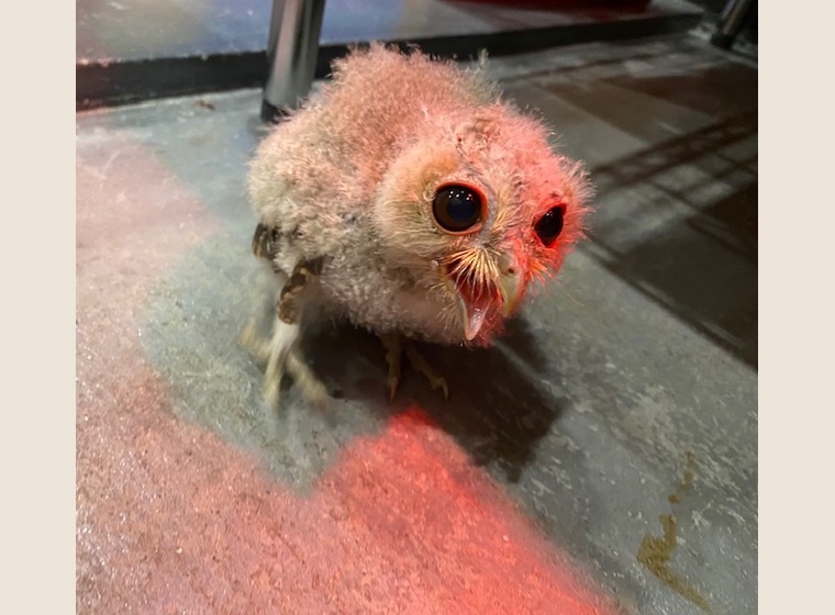 インディアンスコップオウル　2021年うまれ　国内ブリード　　1羽