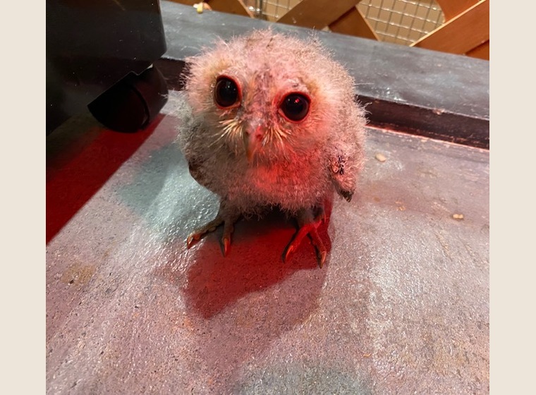 インディアンスコップオウル　2021年うまれ　国内ブリード　　1羽