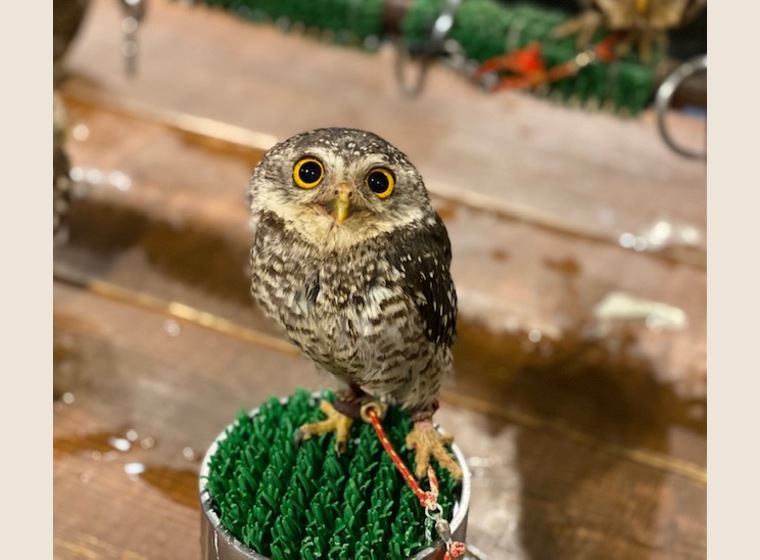 フクロウの剥製 コノハズク 約30cm 日本初入荷?! ルソンオオコノハズク 残り1羽 | ふくろう(猛禽類