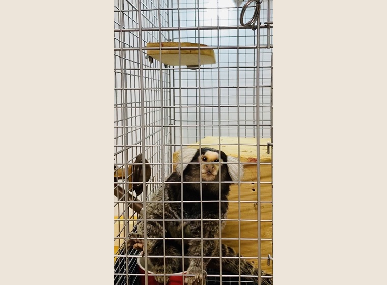 コモンマーモセット　男の子　即戦力！