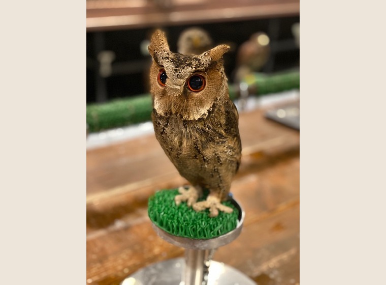 日本初入荷?!　ルソンオオコノハズク 　　残り1羽