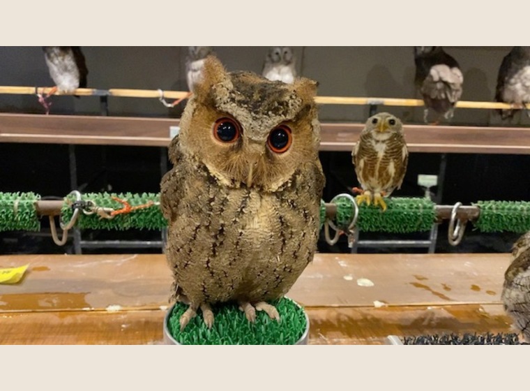 日本初入荷?!　ルソンオオコノハズク 　　残り1羽