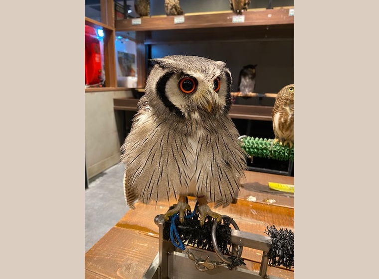 スピックスコノハズクブリード慣れ個体 残り3羽 ふくろう 猛禽類 関西 大阪でフクロウ ふくろう など珍しいペットの専門店アウルワン